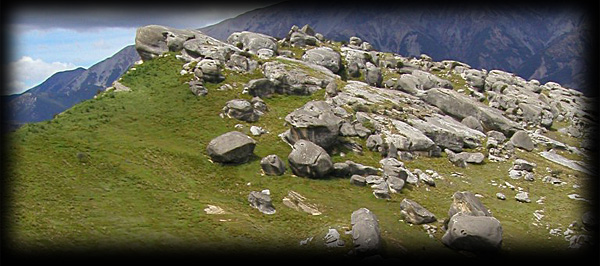 The Top Field